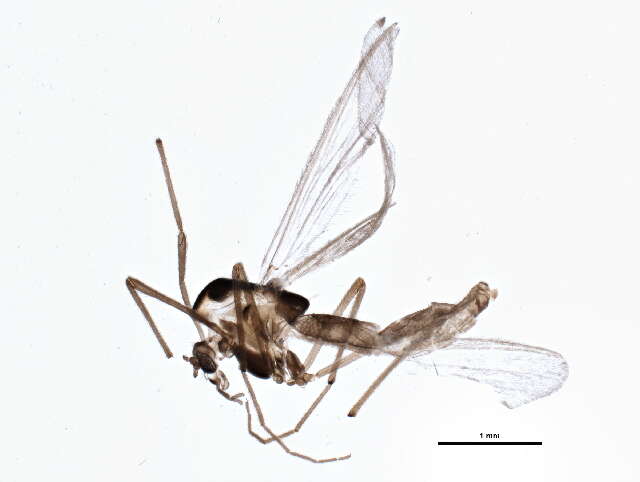 Image of Micropsectra polita (Malloch 1919)