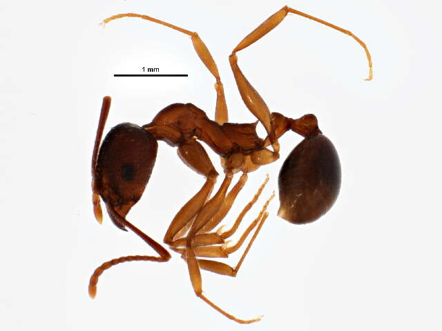 Image of Aphaenogaster rudis