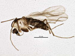 Image of Eukiefferiella claripennis (Lundbeck 1898)