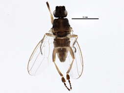 Ischiolepta pusilla (Fallen 1820) resmi