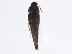 Image of Sepedophilus marshami (Stephens 1832)