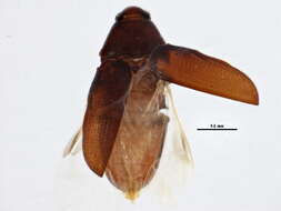 Image of Trixagus