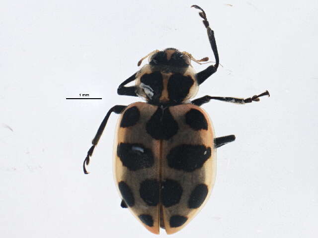 Image of Spotted Lady Beetle