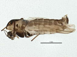 Image of Orthocladius oliveri Soponis 1977