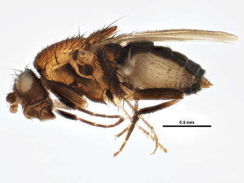 Image of Fly