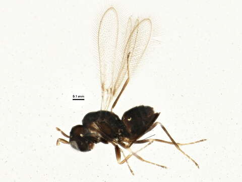 Image of Anaphes listronoti Huber 1997