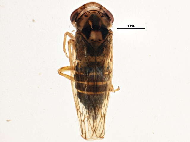 Image of Idiocerus