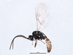 Image of Aphidius rhopalosiphi de Stefani-Perez 1902