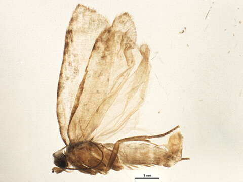 Image of Acleris negundana Busck 1940