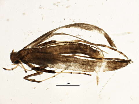 Image of Walnut Caloptilia