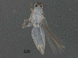 Image of Thripinae