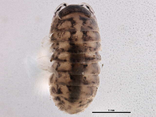 Image of Pill woodlouse