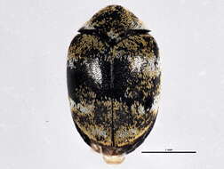 Image of Sacramento Anthicid Beetle