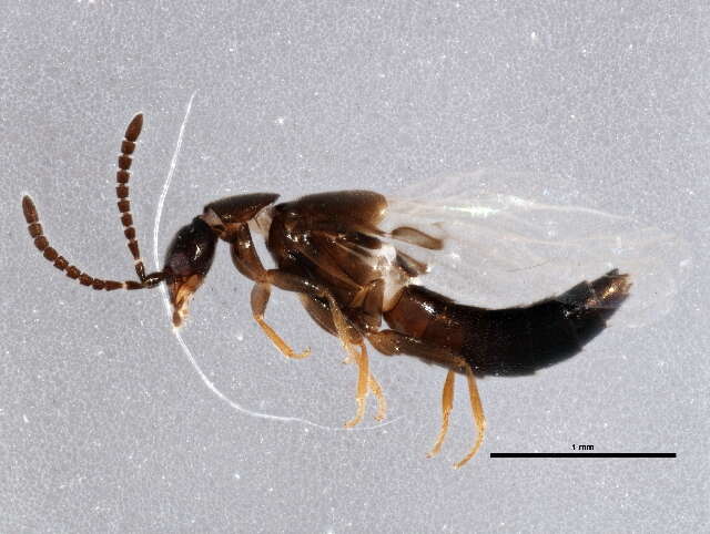 Aleocharinae resmi