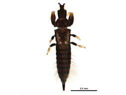 Image de Cephalothrips