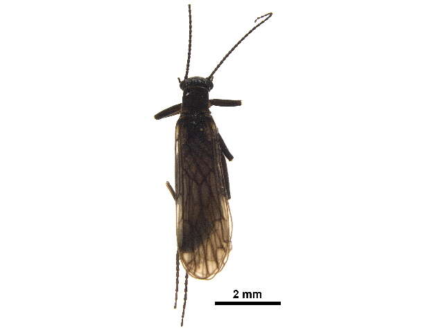 Image of Allocapnia nivicola (Fitch 1847)