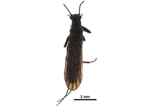 Image of Allocapnia nivicola (Fitch 1847)