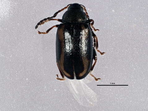 Image of Phyllotreta zimmermanni (Crotch 1873)