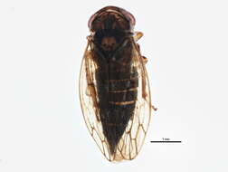 Image of Idiocerus setaceus Hamilton 1985