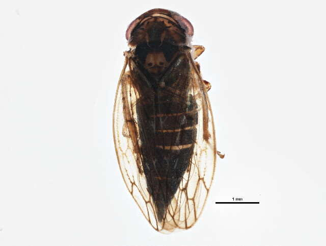 Image of Idiocerus setaceus Hamilton 1985