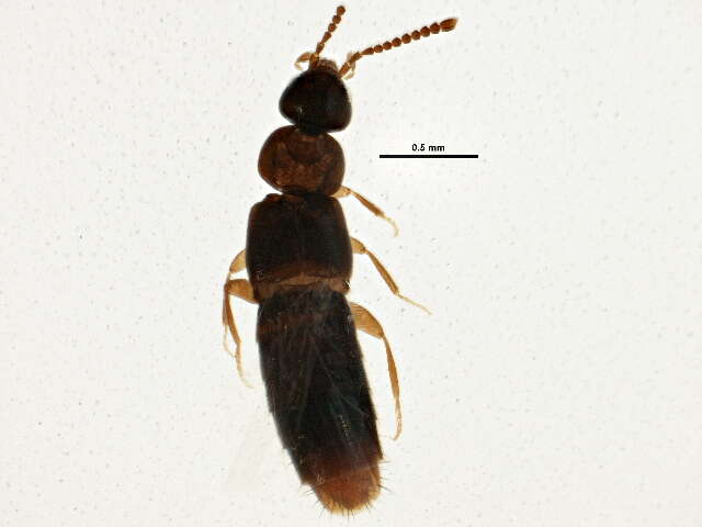 صورة Amischa decipiens (Sharp 1869)