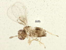 Image of Trichogramma platneri Nagarkatti 1975