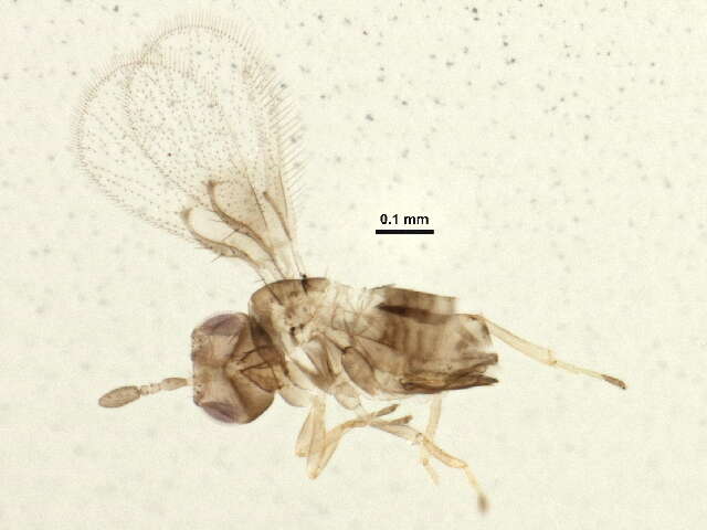 Image of Trichogramma platneri Nagarkatti 1975