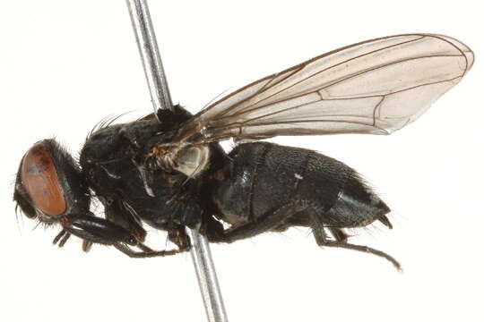 Image of House fly