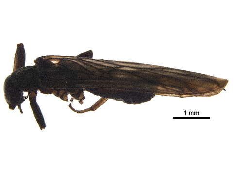 Image of Allocapnia nivicola (Fitch 1847)