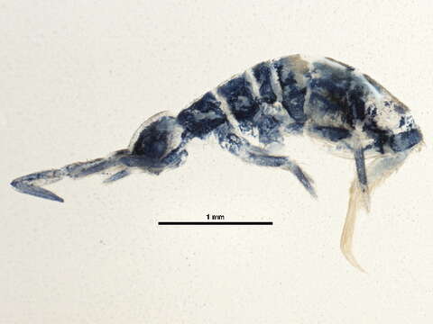 Image of hairy-back girdled springtail