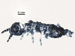 Image of Xenylla brevisimilis Stach & J 1949