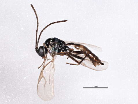 Image of Aphid parasite