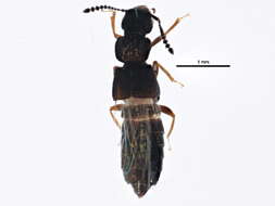 Image of Anotylus