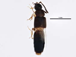 Image of <i>Philhygra palustris</i>