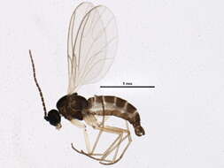Image of Scatopsciara neglecta Menzel & Mohrig 1998