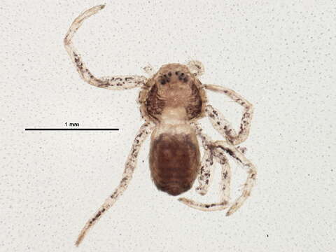 Image of Philodromus keyserlingi Marx 1890