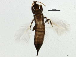 Image de Cephalothrips