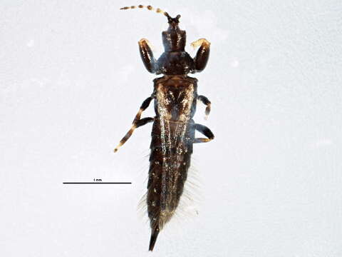 Image of Cephalothrips