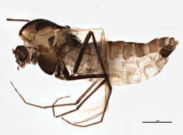 Image of Orthocladius oliveri Soponis 1977