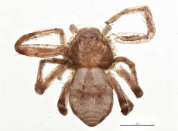 Image of Philodromus cespitum (Walckenaer 1802)