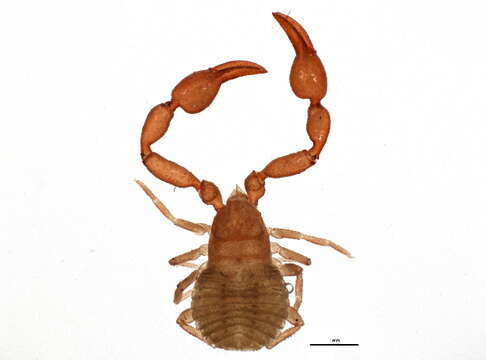 Image de Chernetidae Menge 1855