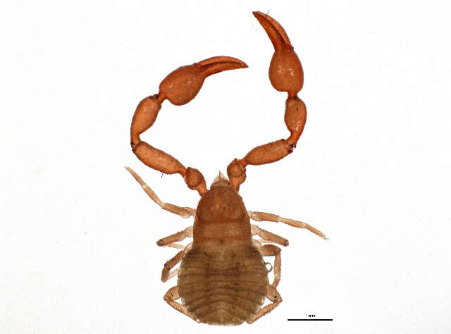 Image de Chernetidae Menge 1855
