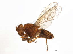 Image of lauxaniid flies