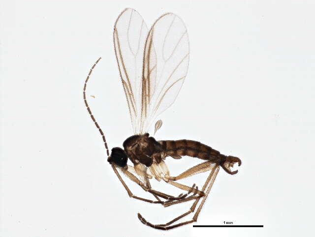 Image of Bradysia angustipennis Winnertz 1867