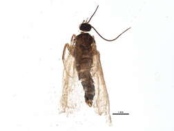 Image of Epinotia