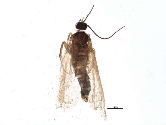 Image of Epinotia