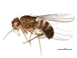 Image of Drosophila funebris (Fabricius 1787)