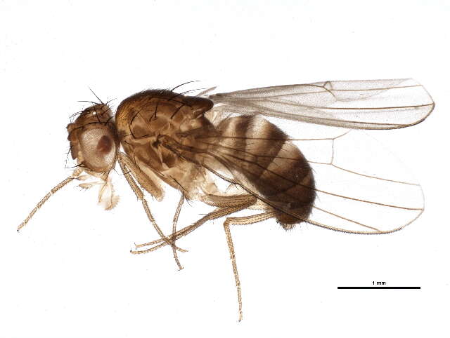 Image of Drosophila funebris (Fabricius 1787)