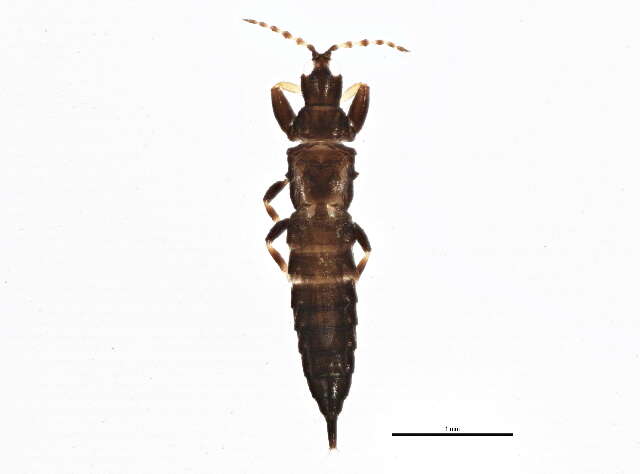 Image de Cephalothrips