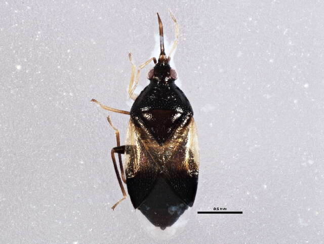 Image of Insidious flower bug